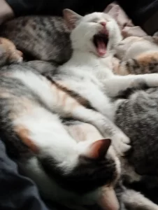 Котята ищут семью