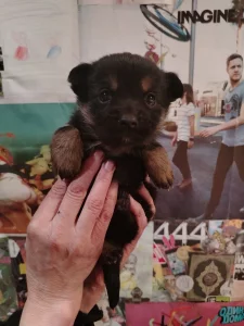 Щенки ищут дом