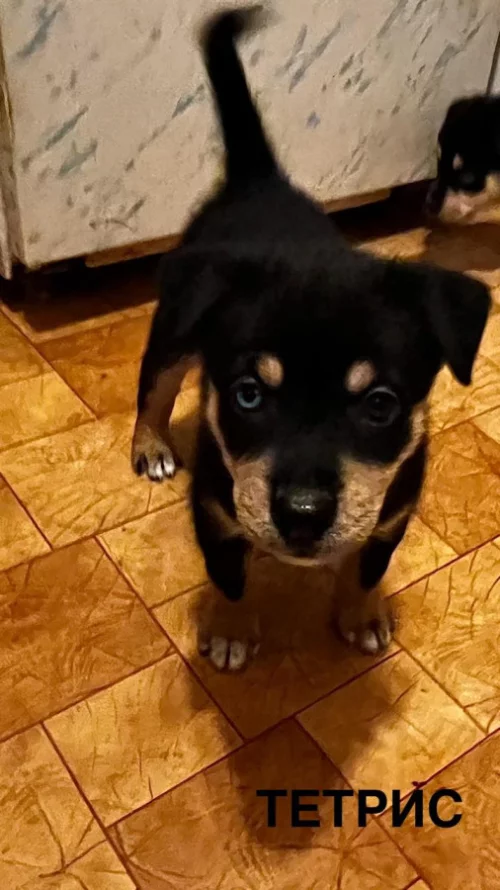 Отдам щенков Ротски в добрые руки