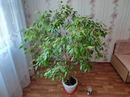 Фикус Бенжамина