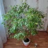 Фикус Бенжамина