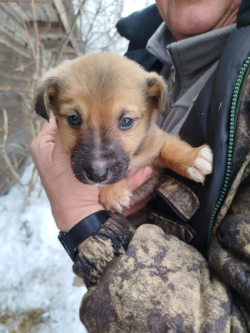 Обаятельные щенки