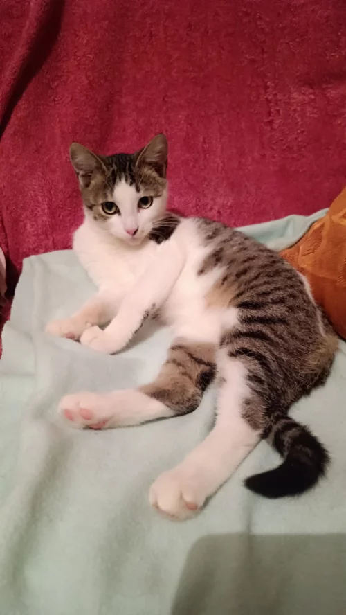 Котик подросток