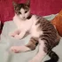 Котик подросток