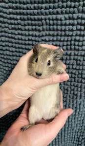 Морская свинка самка