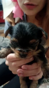 Щенков Йорка