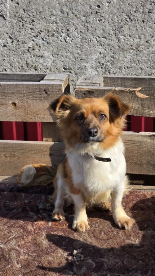 Милашка Хлоя