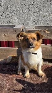 Милашка Хлоя