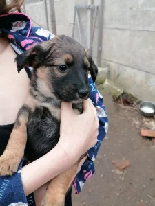 Отдам щенком в хорошие руки