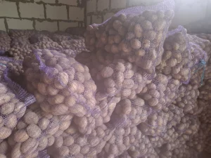 Крупный картофель 90 копеек за кг