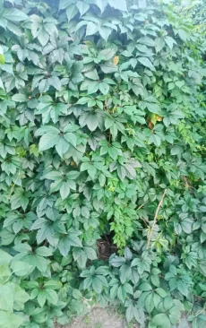 Девичий виноград