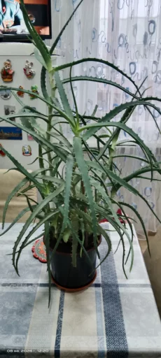 Столетник Алоэ