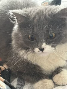 Отдам котенка
