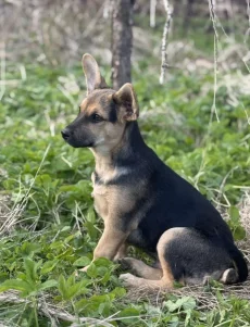 Умка в поиске дома