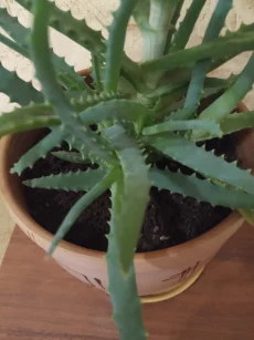 Отросток алоэ на укоренение