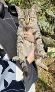 Котята, 3 месяца ищут дом