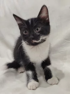 Котёнок девочка