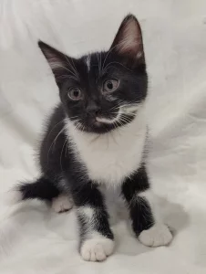 Котёнок девочка