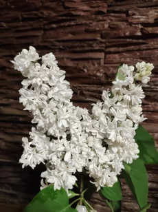 Сирень сортовая (саженцы)