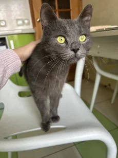 Молоденький котик ищет дом