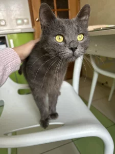 Молоденький котик ищет дом