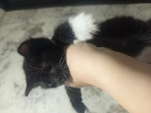 Отдам котят в хорошие руки