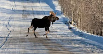 В Бобруйском районе зафиксирован значительный рост ДТП с участием диких животных