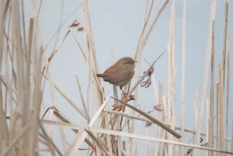 Весна на природе. Цапли, журавли и Дубовский каскад озер в объективе BOBR.BY