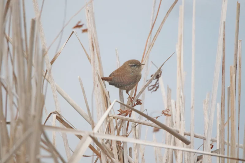 Весна на природе. Цапли, журавли и Дубовский каскад озер в объективе BOBR.BY