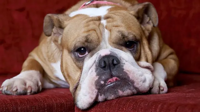 Собаководам приготовиться: грядет повышение сбора и штрафы