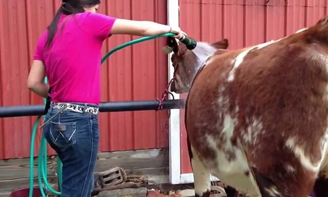Как ухаживать за коровой?