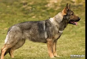 Потерялся щенок