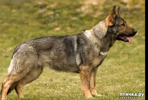 Потерялся щенок