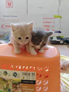 Красивые Котята