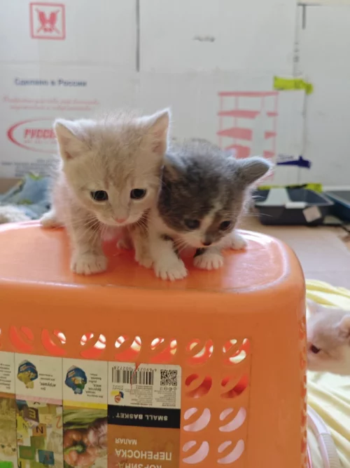 Красивые Котята