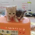 Красивые Котята