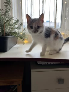 Очень удобный котенок для вашего комфорта