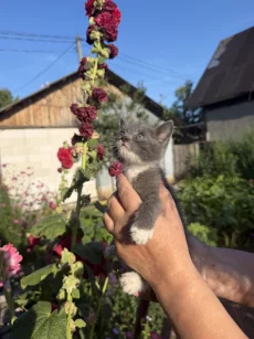 Серый котёнок-мальчик с голубыми глазами (около 2 месяцев)