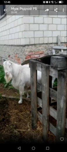 Козёл Ламанча зааненец
