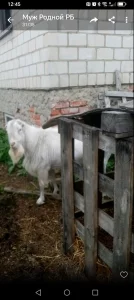 Козёл Ламанча зааненец