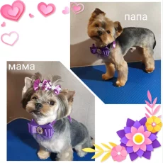 Щенки йоркширского терьера