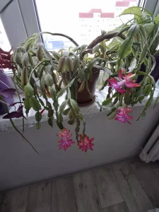 Растения комнатные и паростки