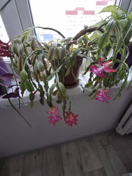 Растения комнатные и паростки