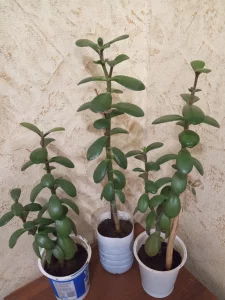 Денежное дерево (толстянка)