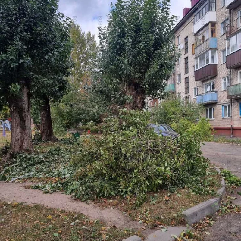 Последствия сильного ветра в Бобруйске.