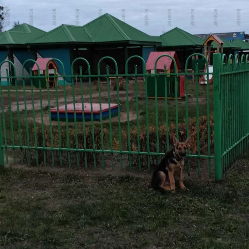 Собачки тоже хотят в садик.