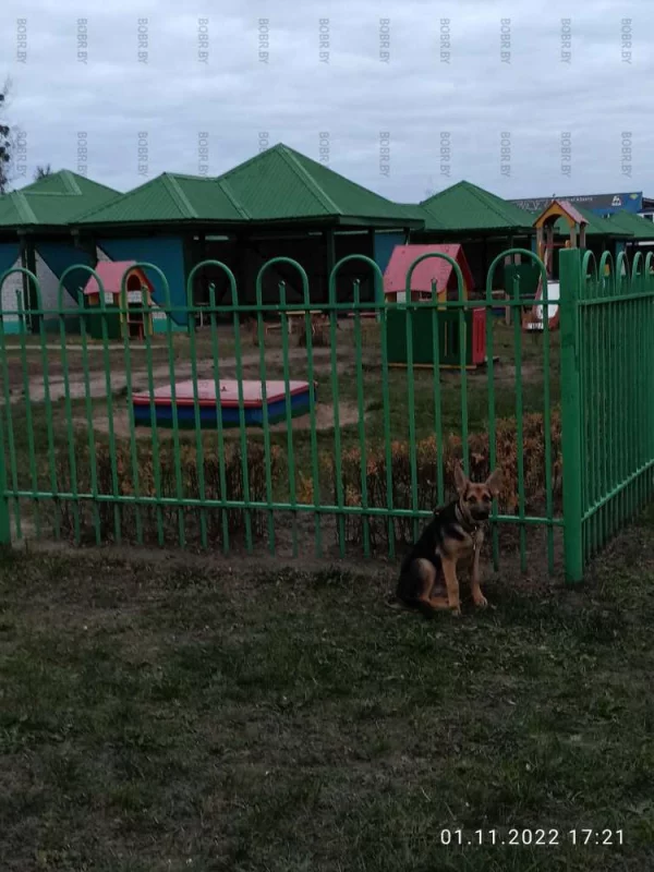 Собачки тоже хотят в садик.