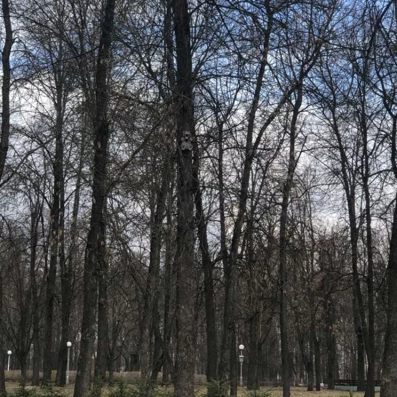 Найти бобра на фото