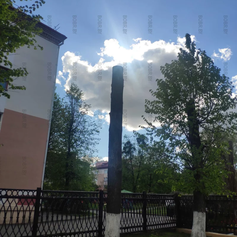 Дерево уничтоженное неправильной подрезкой, сш 27