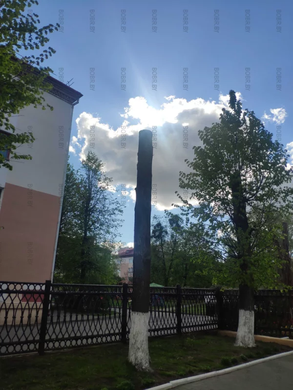 Дерево уничтоженное неправильной подрезкой, сш 27